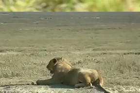 九游体育-萨克拉门托国王训练开放日，今晨伤情更新引欢呼，CBA季后赛在即，球探报告显示潜力的简单介绍