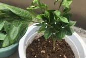 九游体育官网-的简单介绍
